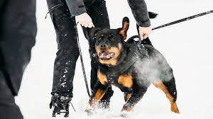 Lynzi on october 25, 2011: How To Handle An Aggressive Rottweiler Rottweilerhq Com