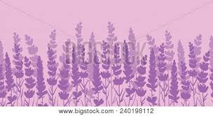 Beautiful vivid purple and pink amaryllis flowers on white background. Lavender Flowers Vector Photo Free Trial Bigstock