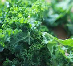 Image result for kadeřávek