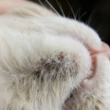 Свищ у котов