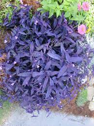 Plant with tiny pink flowers. Picasa Web Albums Debbie Whitfield 311 Fernando Plants Small Pink Flowers Purple Heart Plant