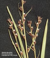 Image result for Scleria