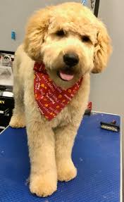 I have been serving lethbridge and southern alberta for 21 years & have groomed over. Puppy Love Grooming