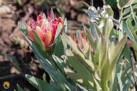 Image result for Protea micans