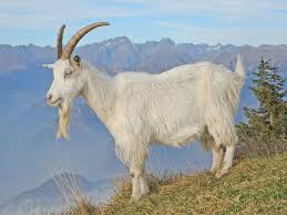 Photos and facts about mammals of australia including habitat, conservation, distribution maps. Farm Animals Facts News By World Animal Foundation