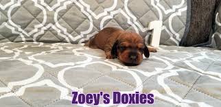 At doxieville, we believe in pampering our dachshunds. Phoenix Dachshund Puppies For Sale Zoeys Doxies