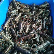 Daging lobster air tawar memiliki tekstur yang kenyal serta rasa dan yang lezat meskipun dimakan dengan cara di goreng tanpa tambahan bumbu apapun, tidak kalah nikmat sehingga menjadikan lobster air tawar ini sangat menjanjikan untuk di budidaya atau dijadikan sebagai usaha sampingan. Lobster Air Tawar No Shipping For Sabah Sarawak Shopee Malaysia