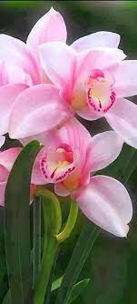 Cymbidium Orchids Beautiful Flowers Orchid Flower Beautiful Orchids