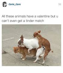 What happens when two dogs get stuck together? I Can See Two Cats And 1 Dog But Two Dogs And 1 Cat Is Just Gross Cute Funny Animals Cat Memes Funny Animal Pictures