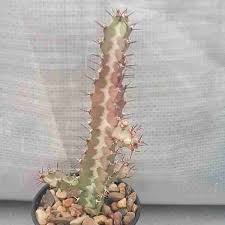 Image result for Euphorbia baylissii