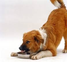 Food aggression in dogs is simply aggressive behavior, such as growling, snapping or biting, in defense of their food bowls or tasty treats. Possession Aggression Dog Listener Dog Listener