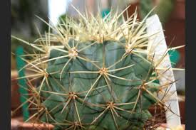 Image result for Xerophyta zimbabwensis