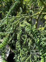 Image result for Cryptomeria japonica