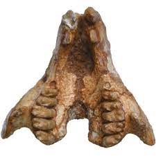 Euarchontoglires (synonymous with supraprimates) is a clade and a superorder of mammals, the living members of which belong to one of the five following groups: Recent Advances In The Evolution Of Euarchontoglires Frontiers Research Topic