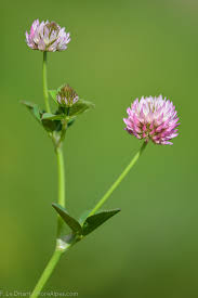 Image result for Trifolium isthmocarpum