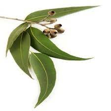 Living room, dining room, bedroom, hallway, snug, garden Eucalyptus Leaves At Rs 240 Kilogram Eucalyptus Leaves Id 13431091848