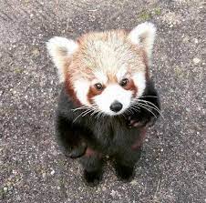 The Magic Of The Internet Scary Animals Red Panda Red Panda Cute