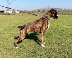 Boxerkennel Oet Pleegste