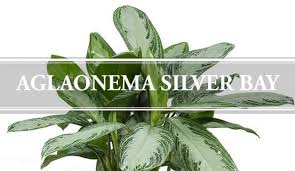 The flowering demonstrates that the plantae is mature, feels cozy and healthy. Aglaonema Silver Bay Plant Chinese Evergreen Gardening Brain