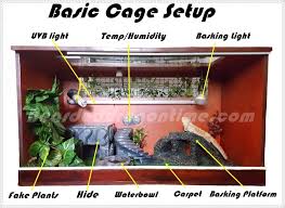 Bearded Dragon Care For Beginners Bearded Dragon Cages Terrariums What Is The Best