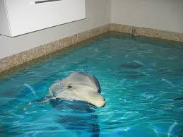 Resultado de imagen de animal invisible alborés