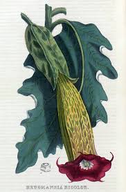 Brugmansia Botanical Drawings Botanical Art Drawing Botanical Prints