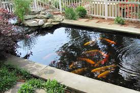 Mau Membuat Kolam Koi Harus Mulai Dari Mana