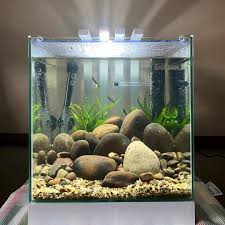 Mini Cube Biotope Aquascape Setup In 2020 Aquascape Fresh Water Fish Tank Aquarium Design