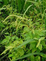 Image result for Amaranthus dubius