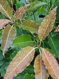 The most common orange leaf crown material is metal. Sunset Orange Narrow Leaf Banyan Tree Ficus Benghalensis Urban Tropicals
