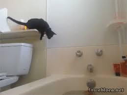 Clumsy Cat Tries To Jump In Bathtub But Gets Scared Funny Cat Pictures Funny Cat Videos Cat Gif