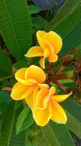 Yellow Frangipani Plumeria Flowers Planting Flowers Amazing Flowers