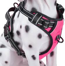 Check spelling or type a new query. Best Collar Leash For A Puppy Dog Leashes Collars