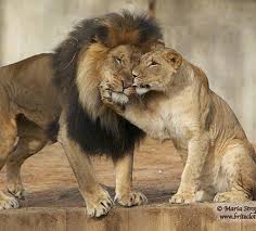 Yourstrulyfranca Love Beautiful O Animals Wild Cats Cute Animals