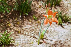 Image result for Hippeastrum puniceum