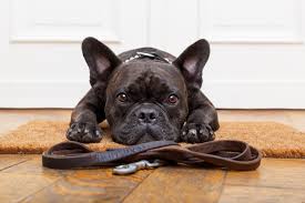 Our safety net foster program helps pet owners fac. Is Cobb County Animal Shelter A Kill Shelter Critter Sitters