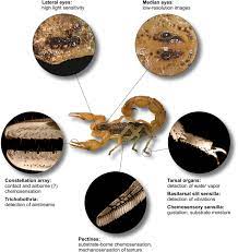 How do ultrasonic pest repellers work? Non Visual Homing And The Current Status Of Navigation In Scorpions Springerlink