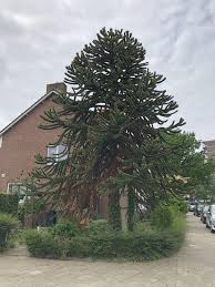 Mar 02, 2021 · homeimprovementhouse: Sick Monkey Puzzle Tree Advice Needed I Live In The Netherlands And Our Monkey Puzzle Tree Has Increasingly More Brown B Monkey Puzzle Monkey Puzzle Tree Tree