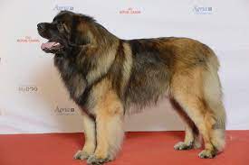 This breed occurs with a generous double coat; Leonberger Wikipedia