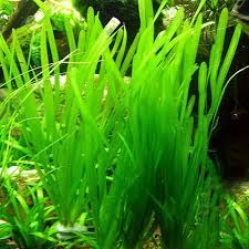 Image result for Vallisneria spiralis