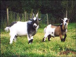 Check spelling or type a new query. Pygmy British Goat Society