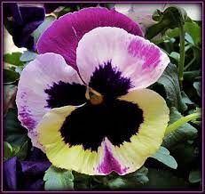 Watercolor Pansy Pansies Flower Garden Plants Pansy Garden