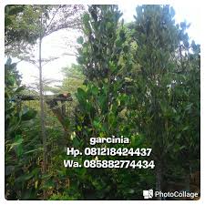Hanya bibit buah dan tanaman yang unggul dan berkualitas, cukup umur dan siap tanam yang kami jual ke pasaran dan kami siap memberikan. Tukang Taman Murah Jual Pohon Garcinia Subelliptica Gambar Tanaman Langka Pengharum Ruangan Lucky Tree
