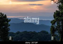 Image result for Carapa wohllebenii