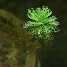 Image result for Philyrophyllum