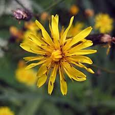Image result for Crepis
