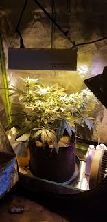 The color spectrum is ideal for indoor growing. Brewing Kombucha Inside Growtent For Supplemental Co2 Microgrowery