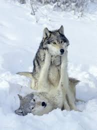 Playing In The Snow Animals Beautiful Wolf Dog Beautiful Wolves