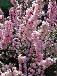 Buy Calluna Vulgaris H E Beale Scots Heather In The Uk Scottish Heather Heather Plant Plants