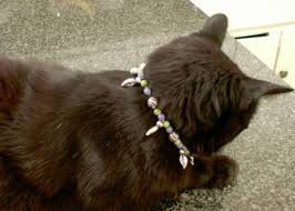 There are 472 diy cat collar for sale on etsy, and they cost $8.78 on average. Make A Beaded Necklace For Cats Hgtv